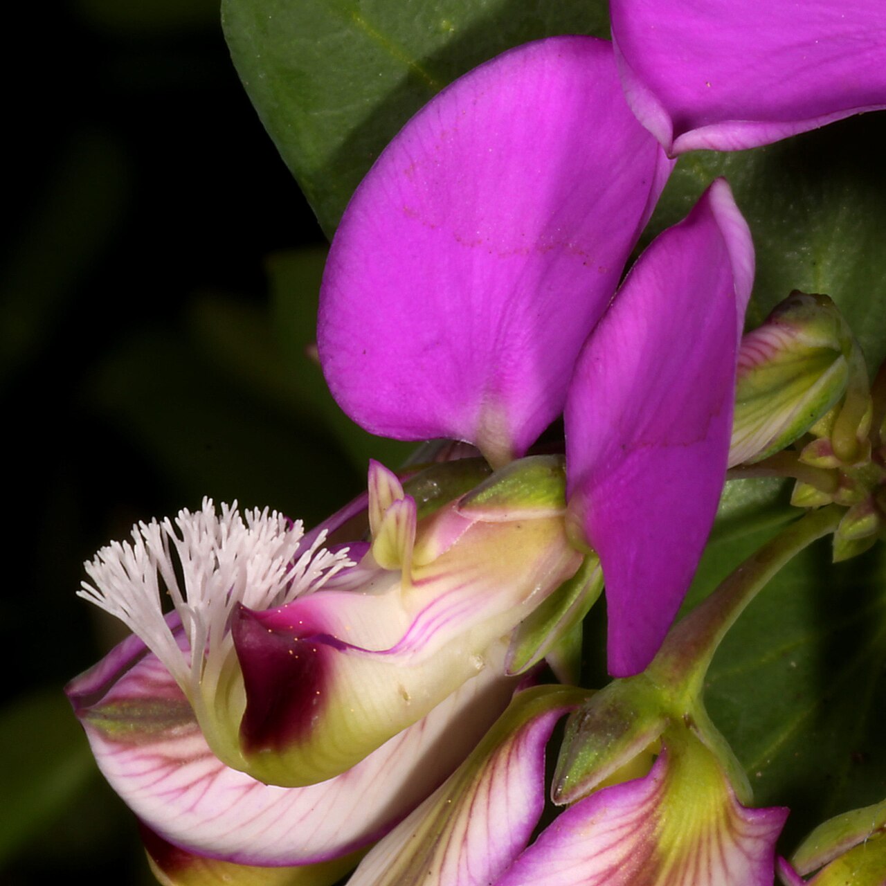 Heartleaf falsepea: Polygala fruticosa