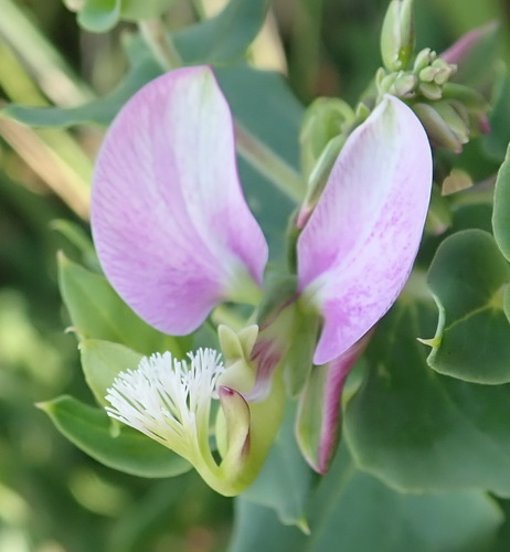 Heartleaf falsepea (Polygala fruticosa)