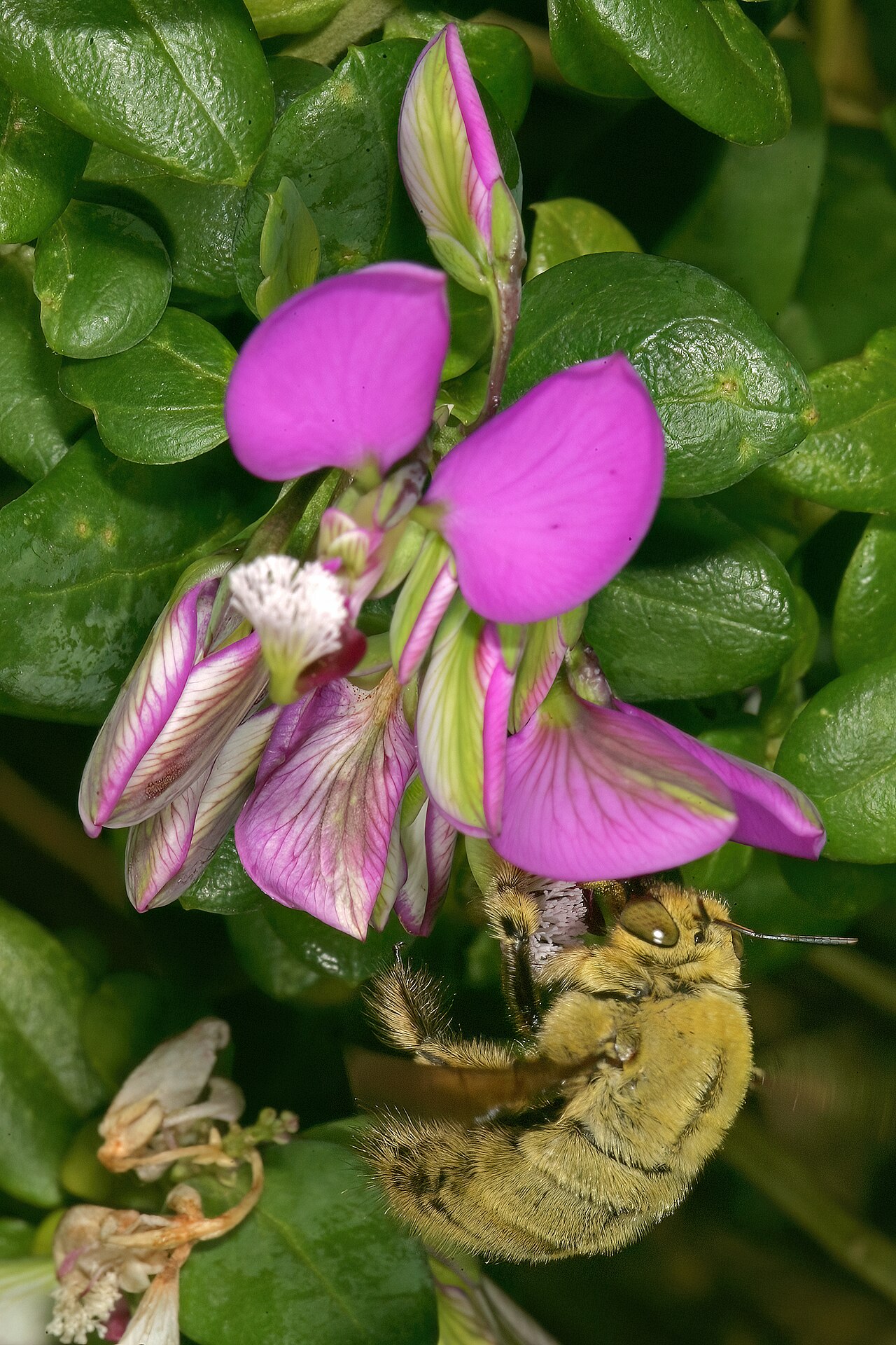 Heartleaf falsepea: Polygala fruticosa , flowers, visited by a male double-banded carpenter bee, Xylocopa caffra ; Kirstenbosch National Botanical Garden, Cape Town, Western Cape,