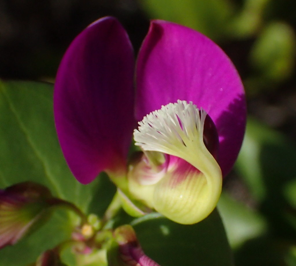 Heartleaf falsepea (Polygala fruticosa)