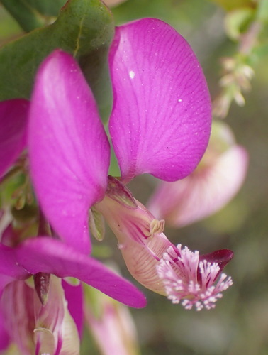 Heartleaf falsepea (Polygala fruticosa)