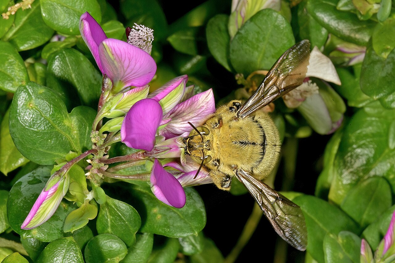 Heartleaf falsepea: Polygala fruticosa , flowers, visited by a male double-banded carpenter bee, Xylocopa caffra ; Kirstenbosch National Botanical Garden, Cape Town, Western Cape,