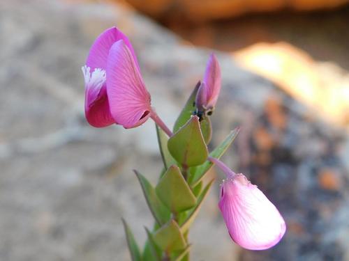 Heartleaf falsepea (Polygala fruticosa)