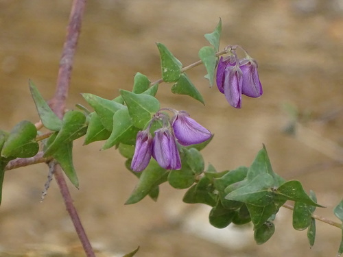 Heartleaf falsepea (Polygala fruticosa)