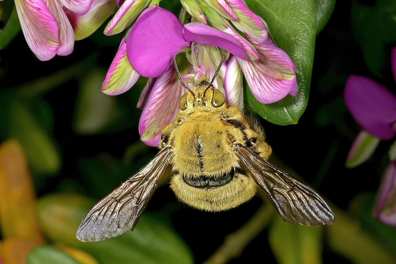 Heartleaf falsepea: Polygala fruticosa , flowers, visited by a male double-banded carpenter bee, Xylocopa caffra ; Kirstenbosch National Botanical Garden, Cape Town, Western Cape,