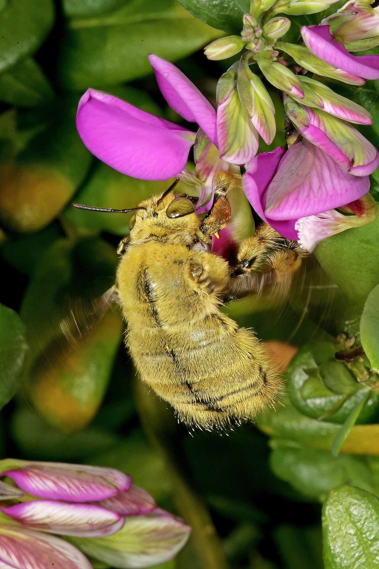 Heartleaf falsepea: Polygala fruticosa , flowers, visited by a male double-banded carpenter bee, Xylocopa caffra ; Kirstenbosch National Botanical Garden, Cape Town, Western Cape,