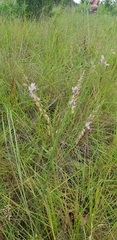 Small purple broom (Polygala hottentotta)
