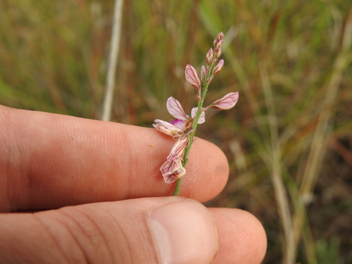 Small purple broom (Polygala hottentotta)