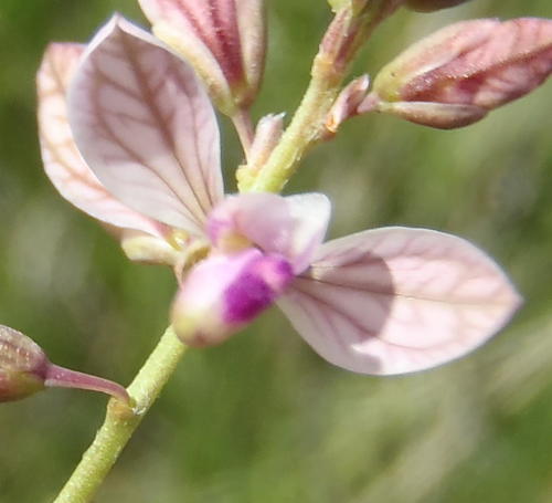Small purple broom (Polygala hottentotta)