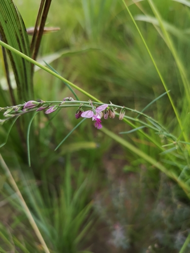 Small purple broom (Polygala hottentotta)