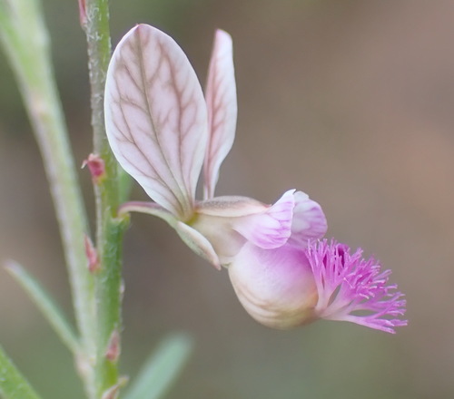Small purple broom (Polygala hottentotta)