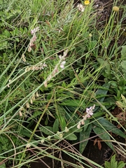 Small purple broom (Polygala hottentotta)