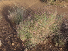 Dwarf purple broom (Polygala leptophylla)