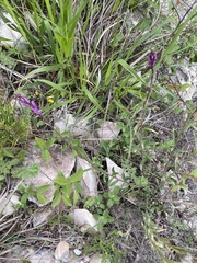 Polygala major (Polygala major)