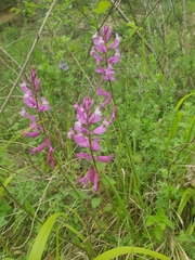 Polygala major (Polygala major)