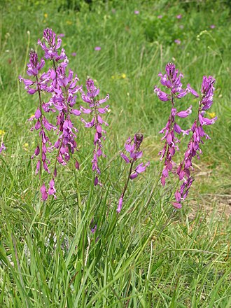 Polygala major: Polygala major