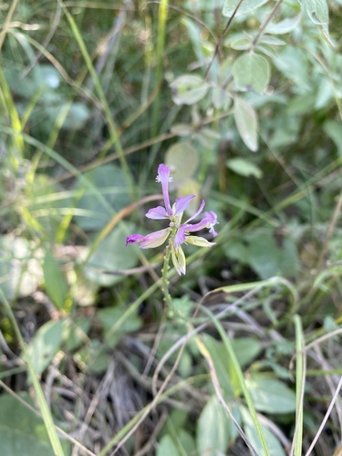 Polygala major (Polygala major)