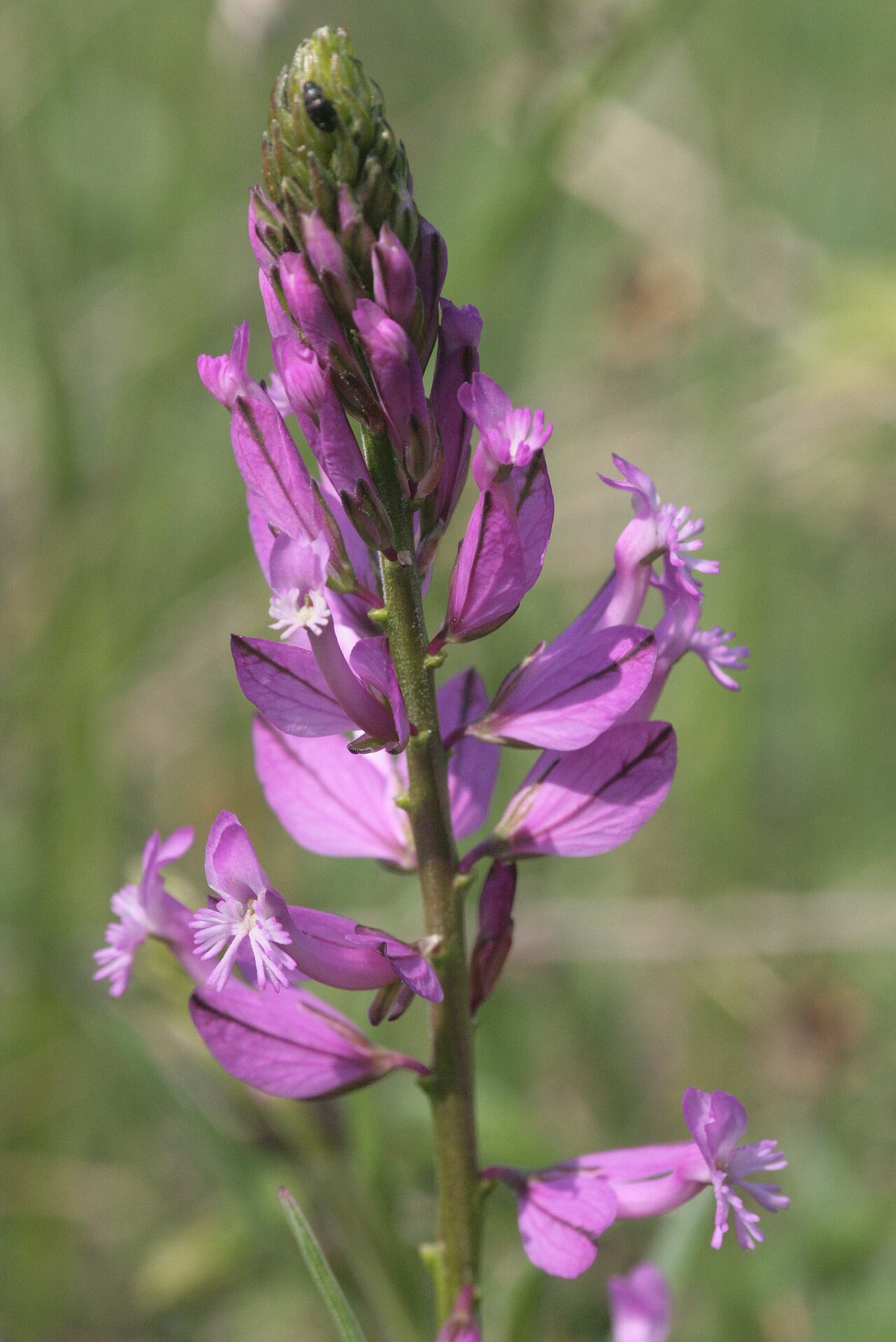 Polygala major: Polygala major