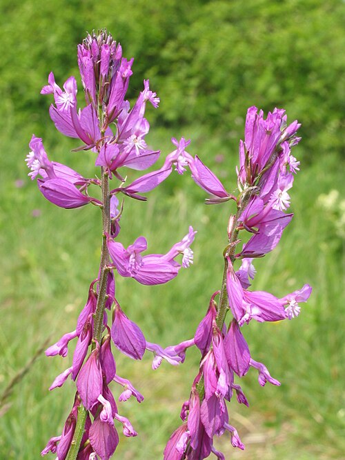 Polygala major: Polygala major
