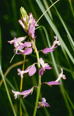 Polygala major (Polygala major)