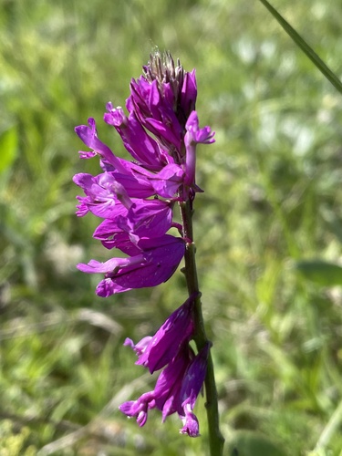 Polygala major (Polygala major)