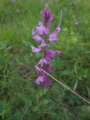 Polygala major (Polygala major)