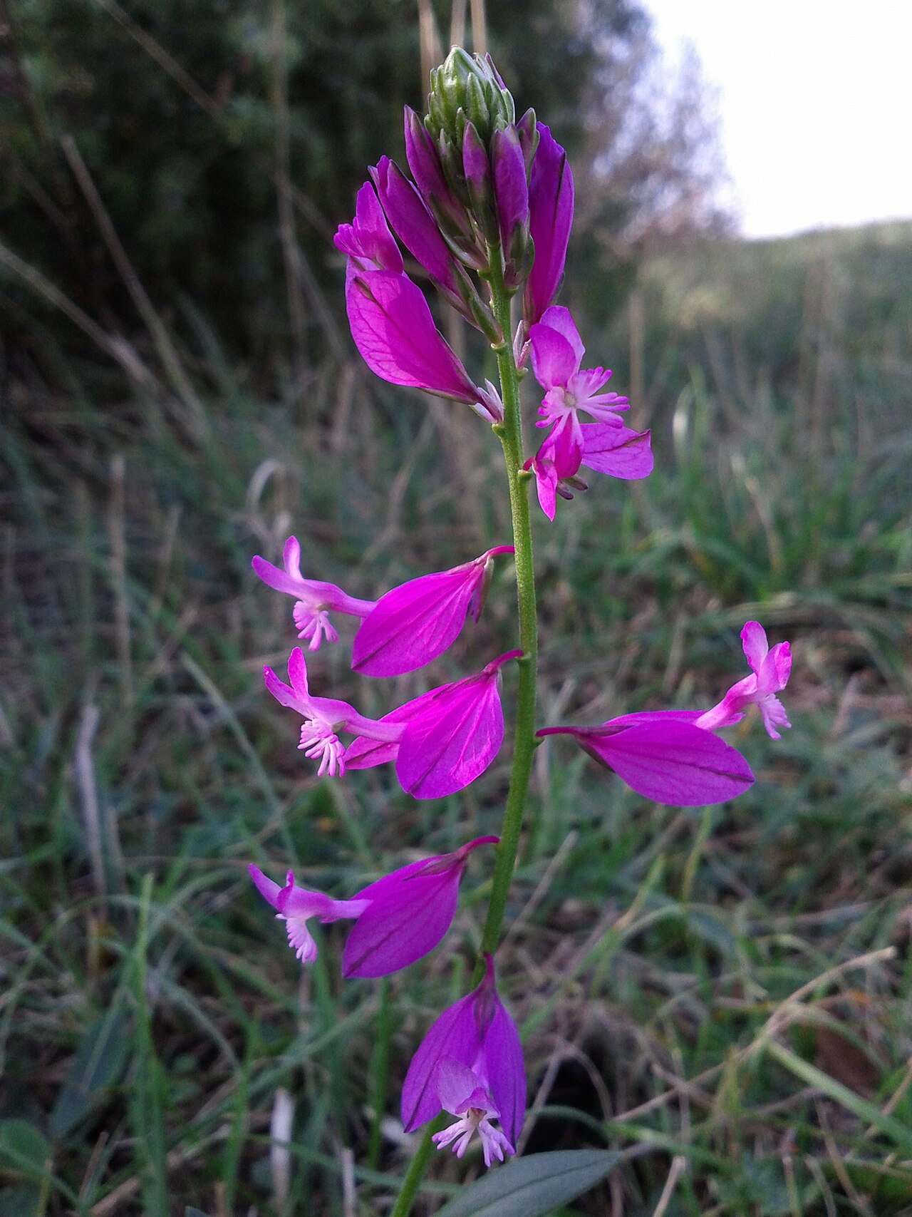 Polygala major: Inflorescence Taxonym: Polygala major ss Fischer et al. EfÖLS 2008 ISBN 978-3-85474-187-9 Location: Leiser Berge, district Korneuburg, Lower Austria - ca. 450 m