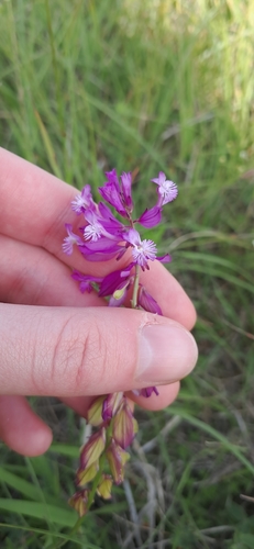 Polygala major (Polygala major)