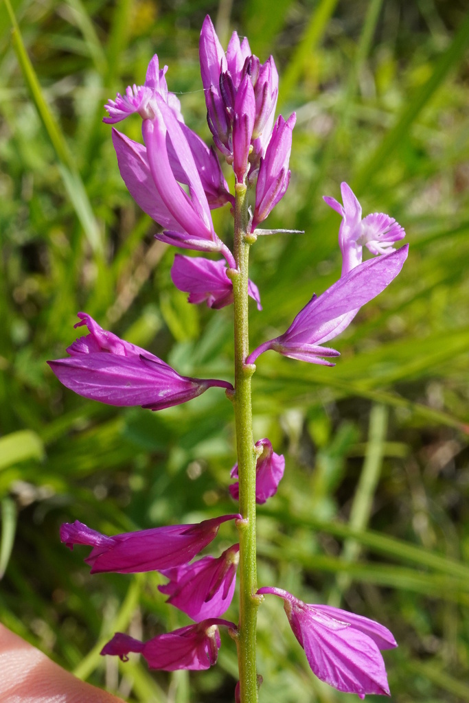 Polygala major (Polygala major)