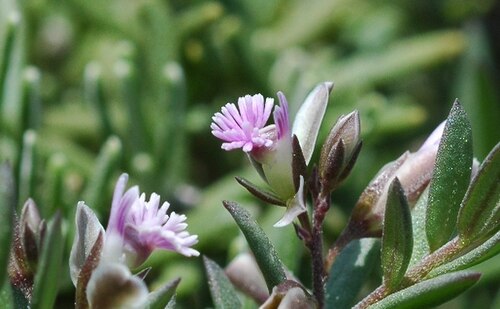 Polygala monspeliaca: A mediterranian plant.