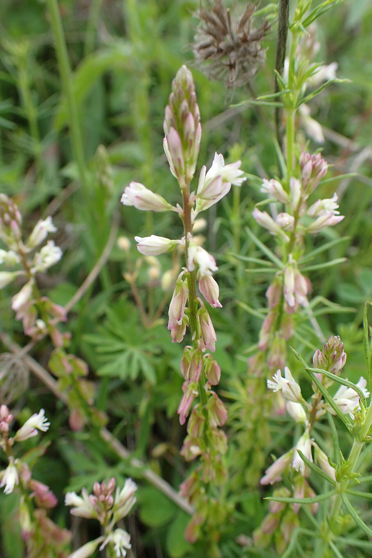 Polygala monspeliaca: Polygala monspeliaca in Balkan Botanic Garden of Kroussia, N Greece