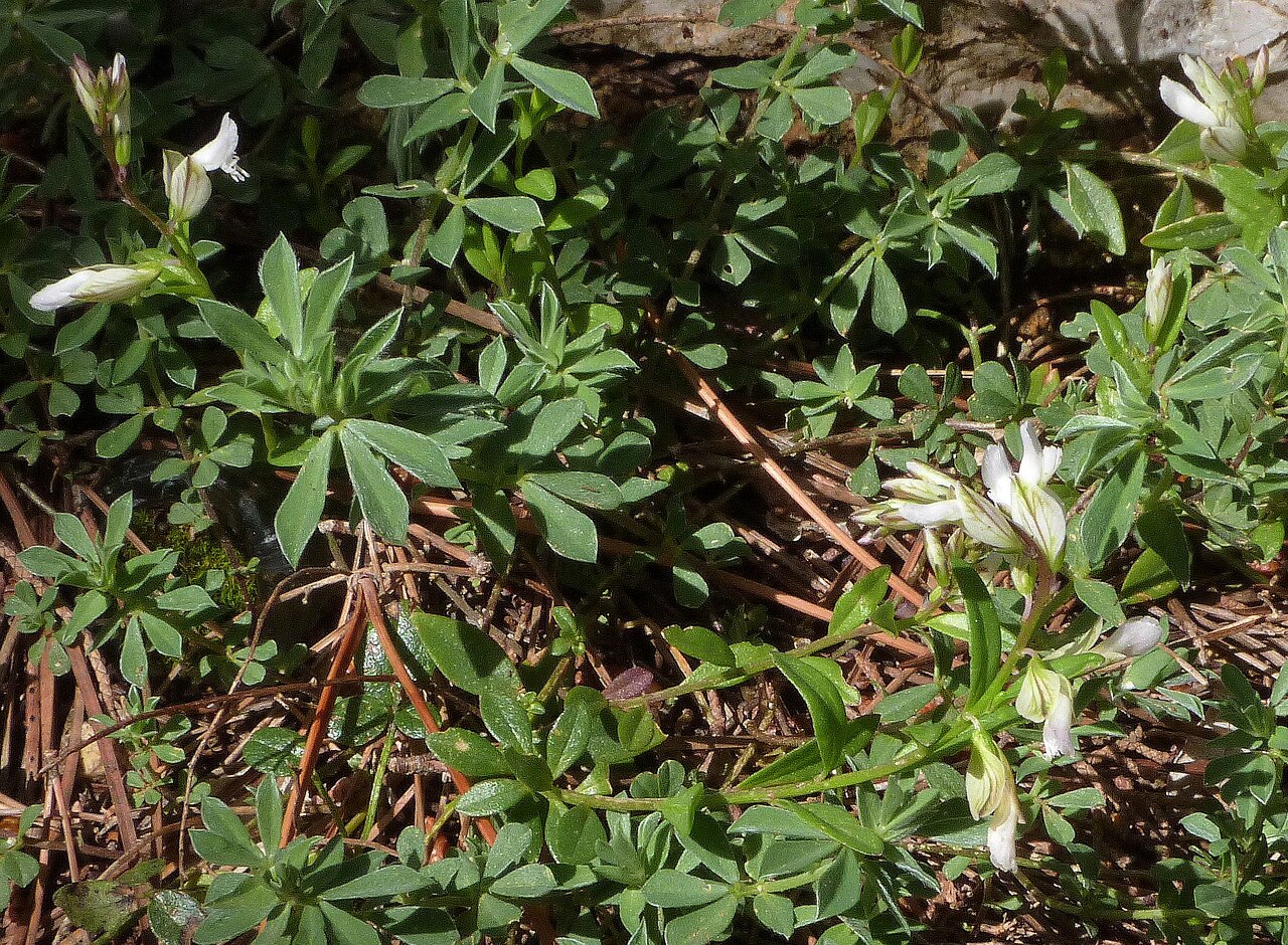 Polygala monspeliaca: weißer sizilianischer Klee