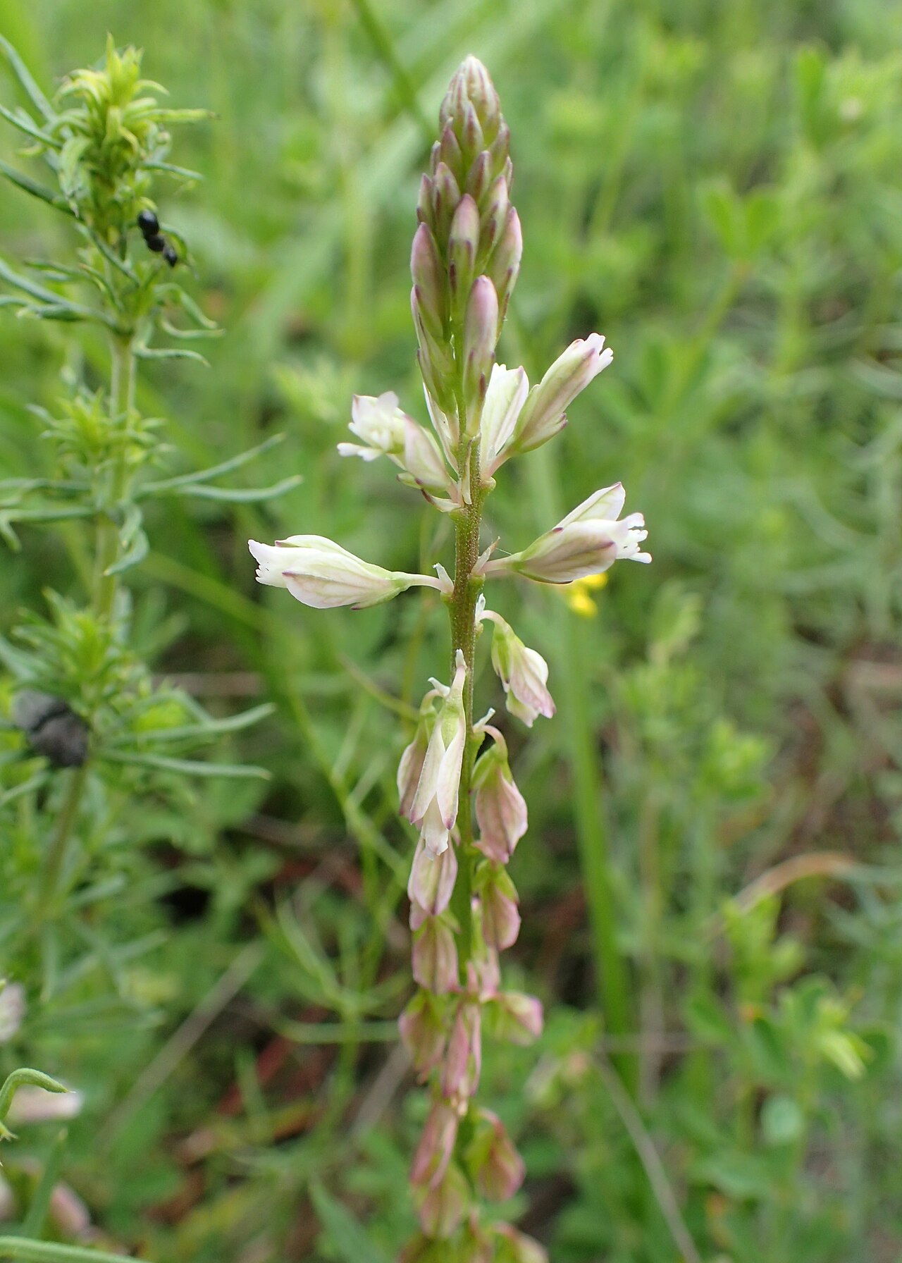 Polygala monspeliaca: Polygala monspeliaca in Balkan Botanic Garden of Kroussia, N Greece