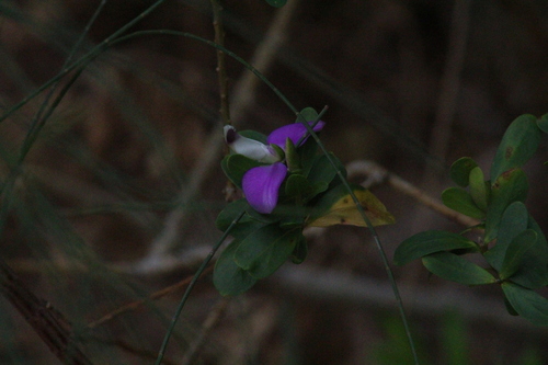 Myrtle-leaf milkwort (Polygala myrtifolia)