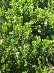 Myrtle-leaf milkwort (Polygala myrtifolia)