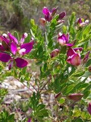 Myrtle-leaf milkwort (Polygala myrtifolia)