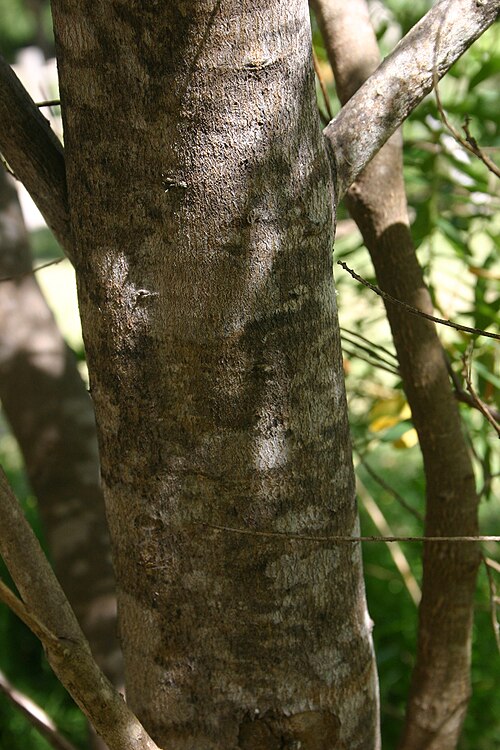 Myrtle-leaf milkwort: Bark of Polygala myrtifolia - Nature's Valley, South Africa