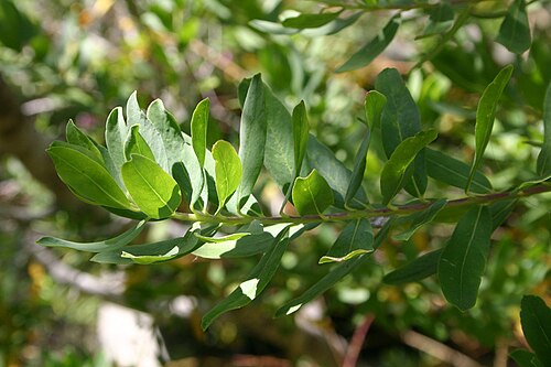 Myrtle-leaf milkwort: Foliage of Polygala myrtifolia - Nature's Valley, South Africa