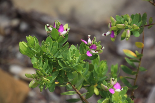 Myrtle-leaf milkwort (Polygala myrtifolia)