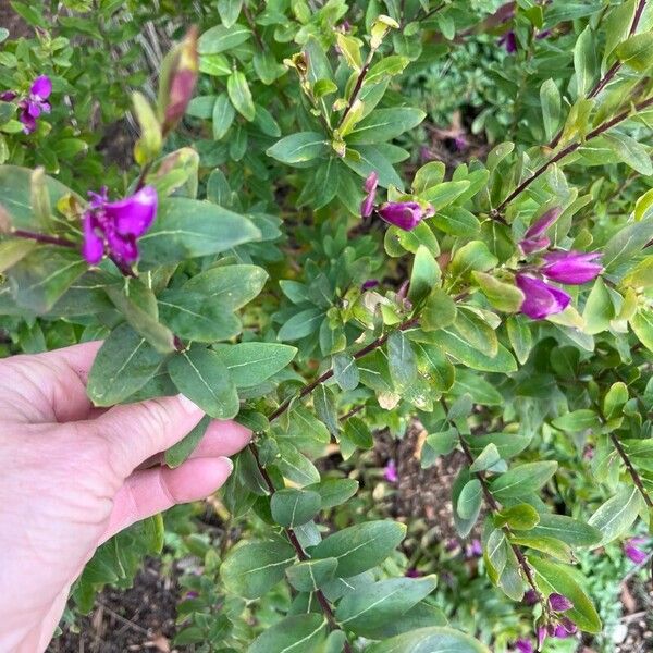 Myrtle-leaf milkwort (Polygala myrtifolia)