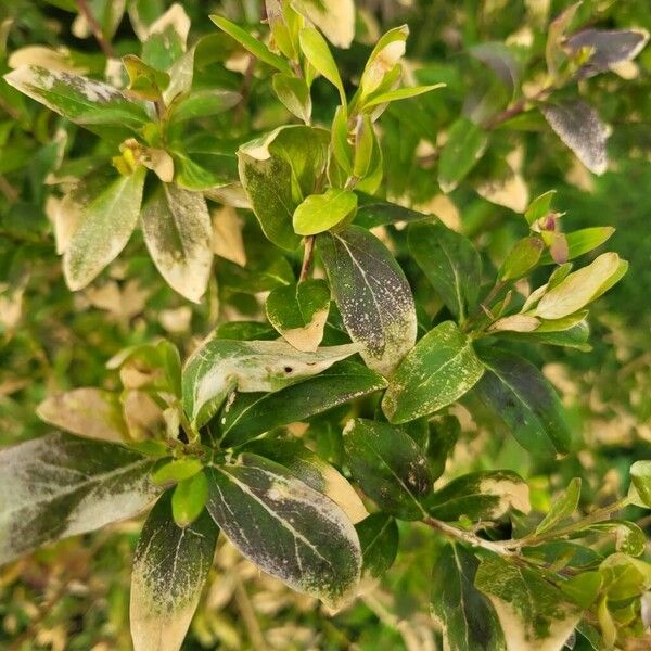 Myrtle-leaf milkwort (Polygala myrtifolia)