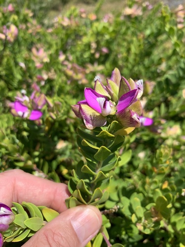 Myrtle-leaf milkwort (Polygala myrtifolia)