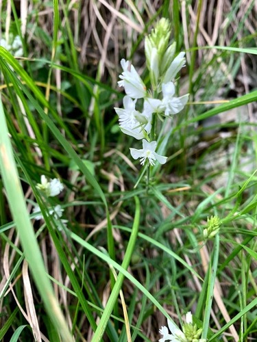 Polygala nicaeensis (Polygala nicaeensis)