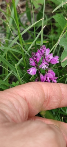 Polygala nicaeensis (Polygala nicaeensis)