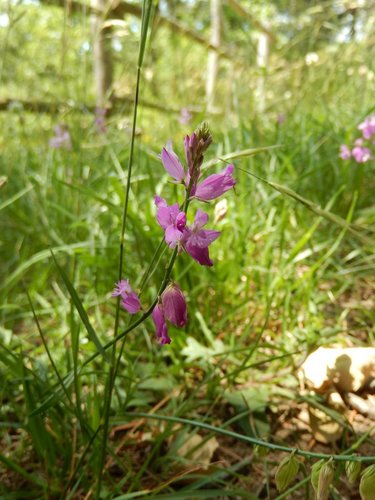 Polygala nicaeensis (Polygala nicaeensis)