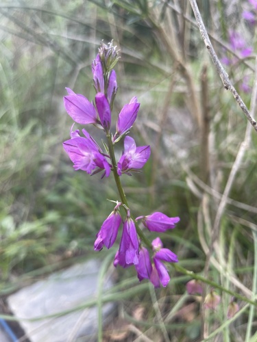 Polygala nicaeensis (Polygala nicaeensis)