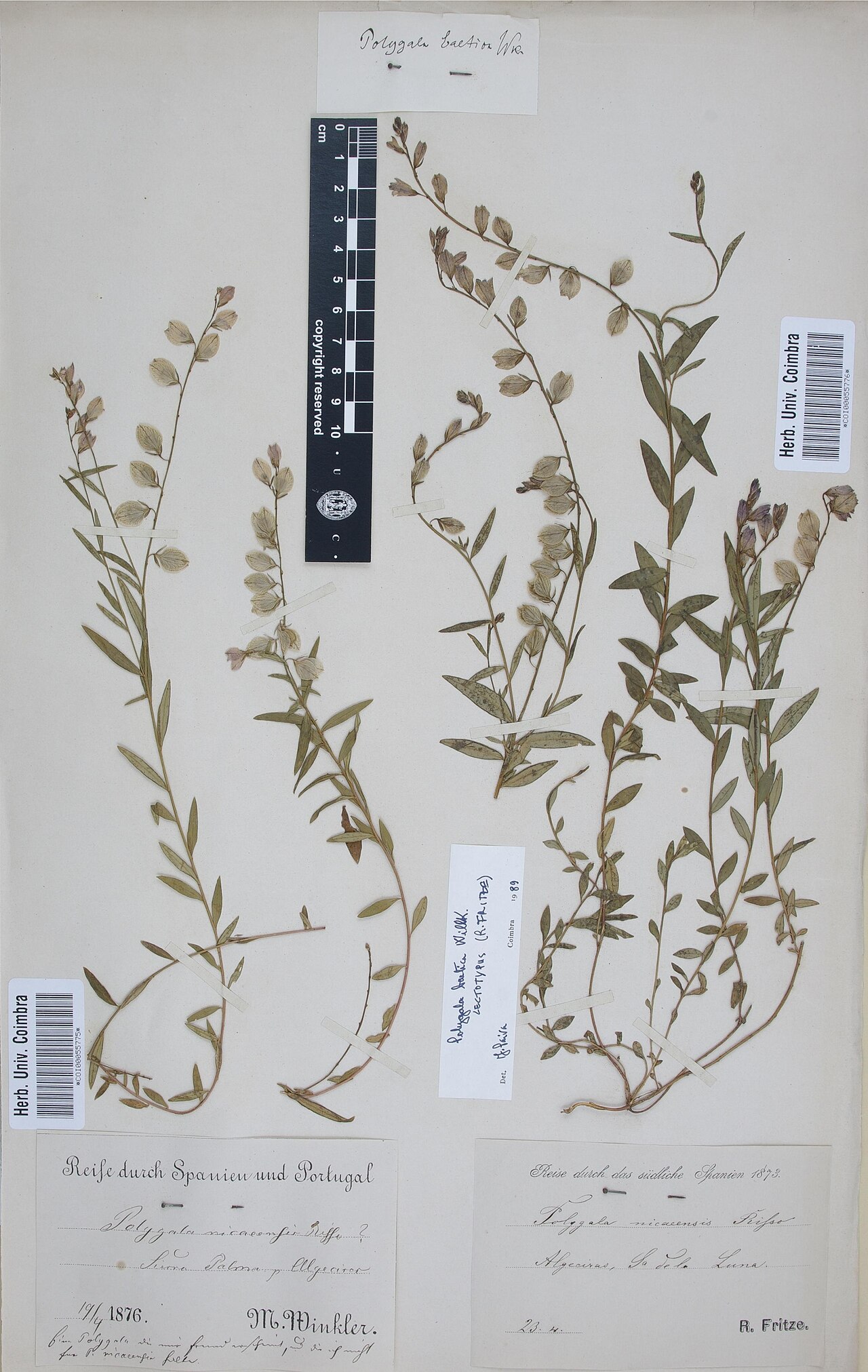 Polygala nicaeensis: Photograph of Lectotype of Polygala nicaeensis at Herbarium of the University of Coimbra, Portugal (COI). Specimen COI00055776. http://coicatalogue.uc.pt/specim