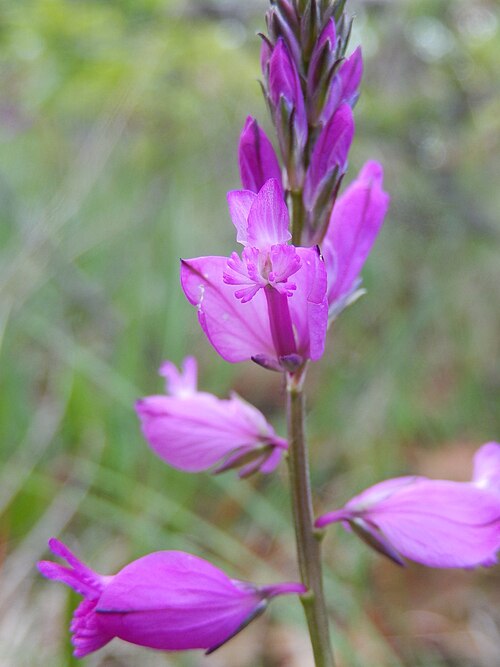 Polygala nicaeensis: Polygala nicaeensis W.D.J. Koch