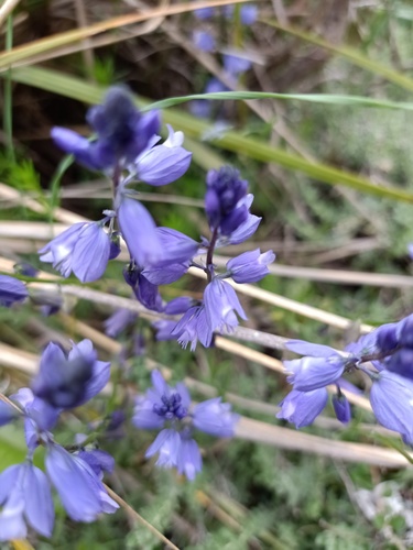 Polygala nicaeensis (Polygala nicaeensis)