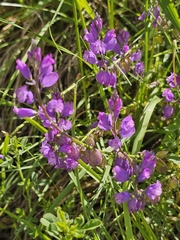 Polygala nicaeensis (Polygala nicaeensis)